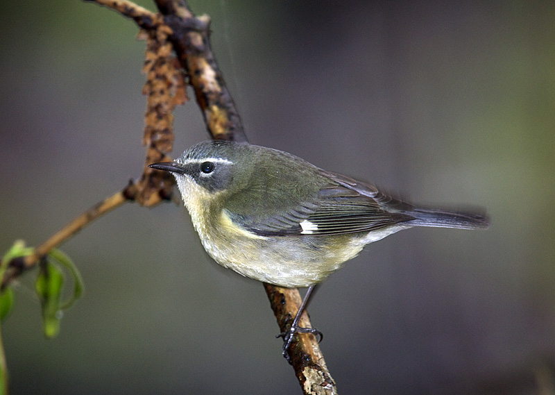 BLACK THROATED BLUE FEMALE